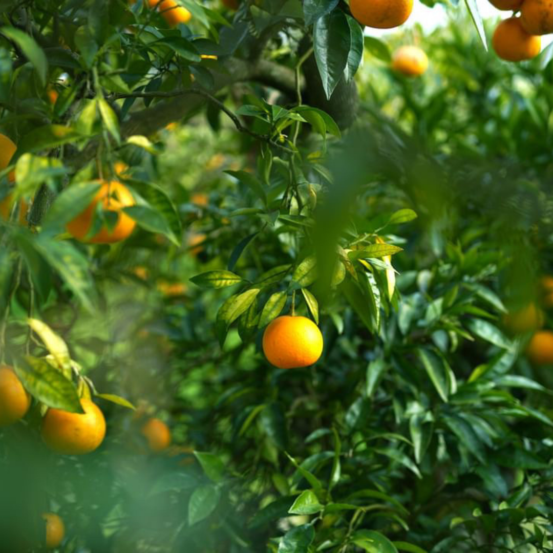 【VULCANIZE ACADEMY】四季を味わうハーバルウェルネス / 3月23日（月）